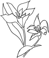 Floare Crin