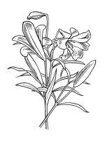 Floare Crin