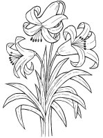 Floare Crin