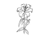 Floare Crin