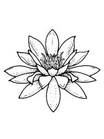 Floare Crin