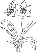 Floare Crin