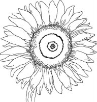 Floarea soarelui