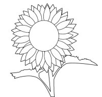 Floarea soarelui