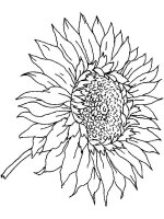Floarea soarelui