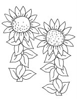 Floarea soarelui