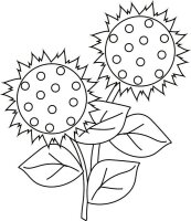 Floarea soarelui