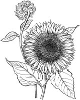 Floarea soarelui