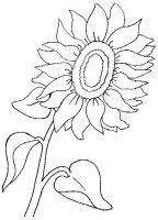 Floarea soarelui