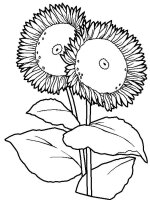 Floarea soarelui
