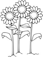Floarea soarelui