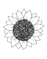Floarea soarelui
