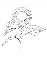 Floarea soarelui