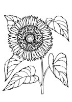 Floarea soarelui