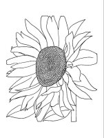 Floarea soarelui