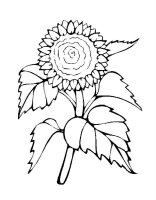 Floarea soarelui