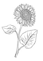 Floarea soarelui