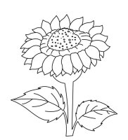 Floarea soarelui