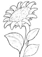 Floarea soarelui
