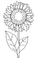 Floarea soarelui