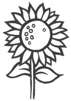 Floarea soarelui