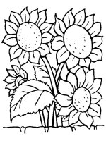 Floarea soarelui