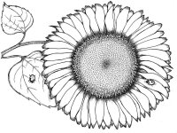 Floarea soarelui