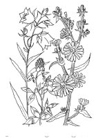 Flori clopotei