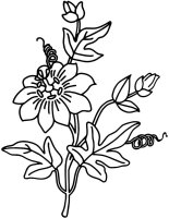 Flori clopotei