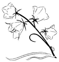 Flori clopotei