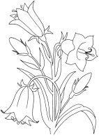 Flori clopotei