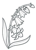 Flori clopotei
