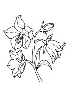 Flori clopotei