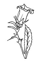 Flori clopotei