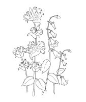 Flori clopotei