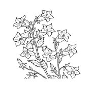Flori clopotei