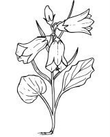 Flori clopotei