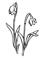 Flori clopotei