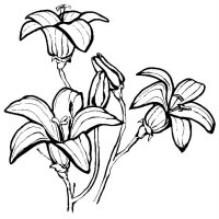 Flori clopotei
