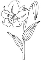 Flori clopotei