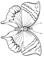 Fluture