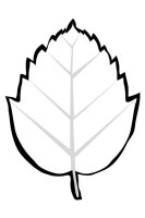 Frunza