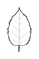 Frunza