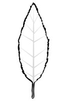 Frunza