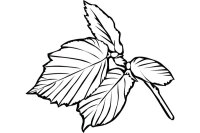 Frunza