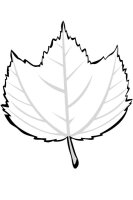 Frunza
