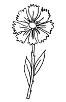 Garoafa