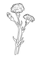 Garoafa