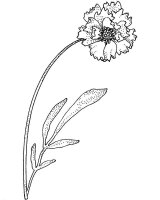 Garoafa