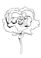 Garoafa